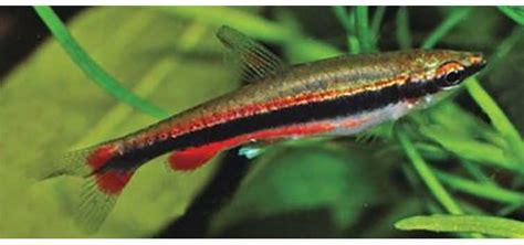 Anything but Tetras! The Joy of Keeping Pencilfish .